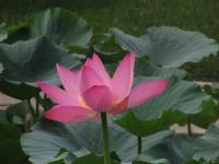 Albums/20060800-China Aug 2006/20060804-Shenyang University/40